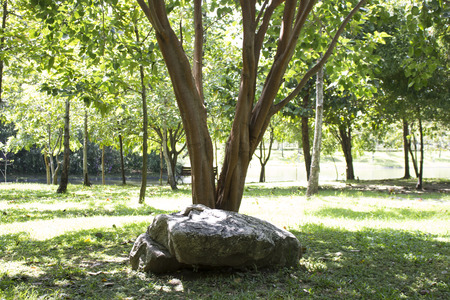 Trees with rocks, in the park and garden on background trees woodの写真素材