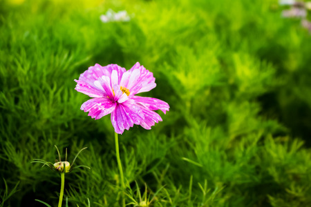 Colorful flowers are blooming in the morning of the park.の写真素材