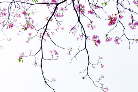 View Beautiful pink flowers and Blue sky On a white backgroundの写真素材