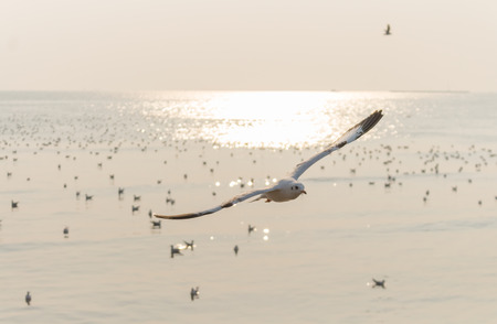 Landscape,Seagulls are flying Above the a flock of bird on sky at the sea at sunset.の写真素材