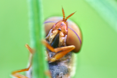 Macro insect island on a branch on a natural green leaf backgroundの写真素材