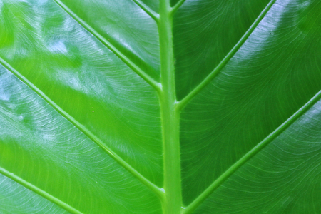 Abstract. green and yellow leaves, leaf texture for background