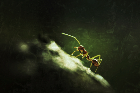Vintage Ant art backgroundの写真素材