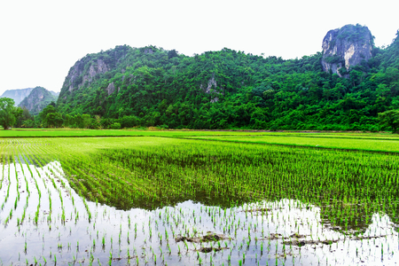 Landscape Thailand Countryside lifestyle of Thai Farmers rice field on Nature mountains backgroundの写真素材