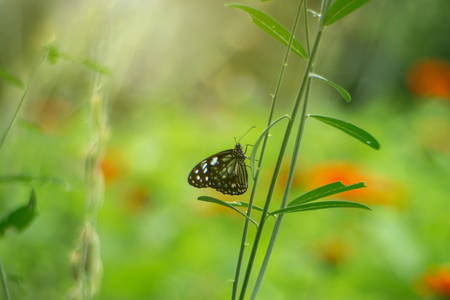 A beautiful white and black pattern tiger butterfly is attracting pollen in a flower garden on a...