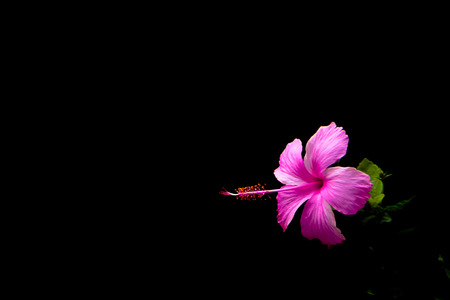 Chaba pink flower single on black night color backgroundの写真素材