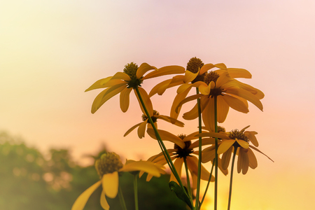 Beautiful yellow flower Summer blur soft yellow and pink tone for abstrack backgroundの写真素材