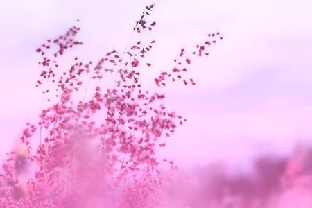 Beautiful Romantic pastel flowers soft blur pink style for backgroundの写真素材