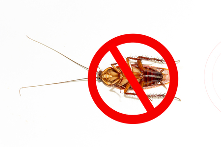 Cockroach Free Zoneの写真素材