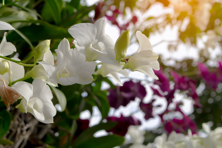 Beautiful of bouquet white orchid on leaf nature backgroundの写真素材