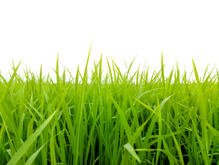 Beautiful soft green rice during the growing seasonの写真素材