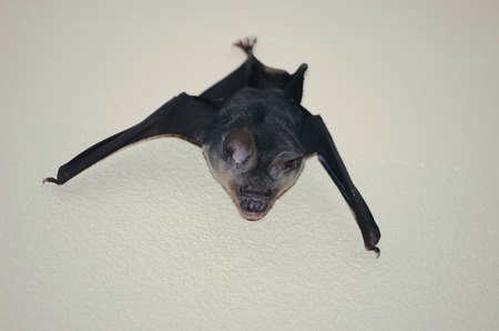 Black bat live in the house's roof