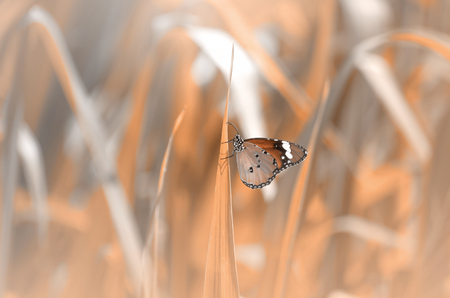 Beautiful spring butterfly on a flower background. Vintage toning.の写真素材
