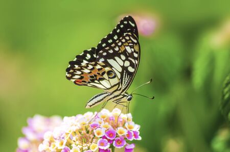 Amazing beautiful butterfly of fresh flowers on a pink of flowers background. perfect macro close upの写真素材