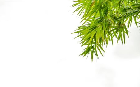 Bamboo green leaves Isolated on a white backgroundの写真素材