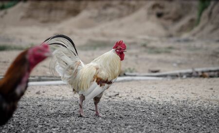 Male hens cock are white and their heads are red. Rooster, Chickenの写真素材