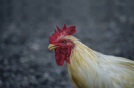 Male hens cock are white and their heads are red. Rooster, Chicken