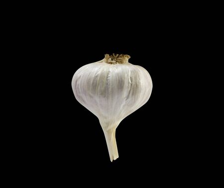 Garlic head isolated on black backgroundの写真素材