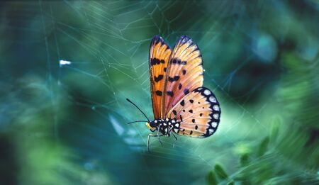 Perfect colorful butterfly on Spider web in wildの写真素材