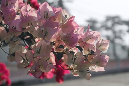 Bougainvillea pinkish white flowers blooming in garden soft pink vintage styleの写真素材