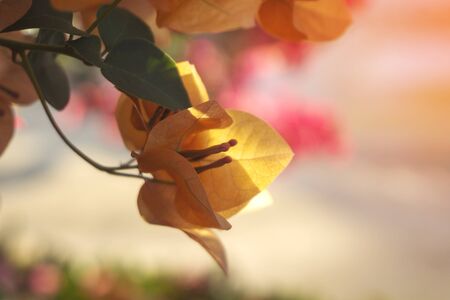 Autumn flowers of bougainvillea in Close-up morning garden flowersの写真素材