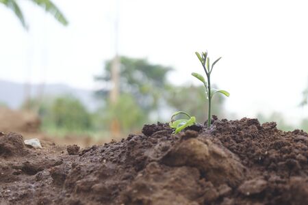 young seedling tree on soil, Earth day seed trees plant concept and farming or agriculture.の写真素材