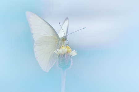 Close-up of a butterfly on bud flower in beautiful nature pastel for backgroundの写真素材