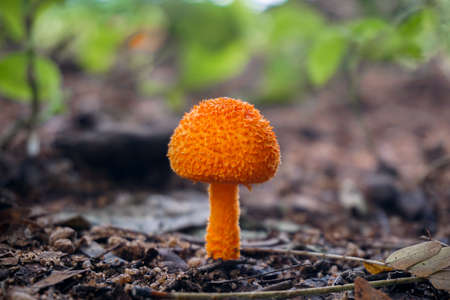 The botanical of the orange color mushrooms are growing from the ground in the summer forest, which is bright but poisonous. The spherical shape of the spiny, along with the strong sunlight from above.の写真素材