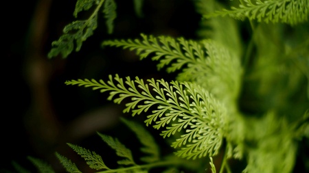 Design Green Fernの素材