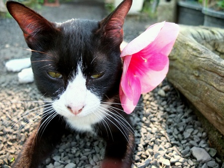 Black and White Cat with Flowerの素材