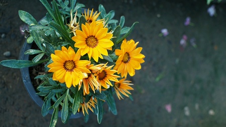 Yellow Flower in a Pot on The Ground.の素材