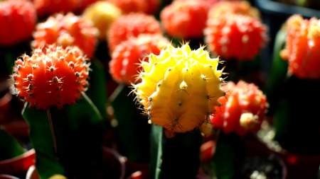 Cactus plug yellow crest
