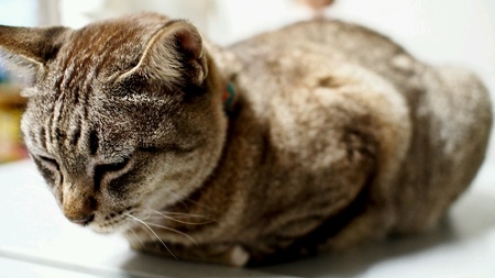 Cat on the refrigeratorの素材