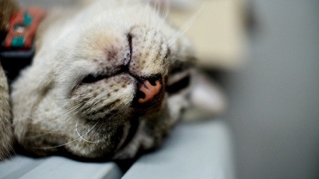 Cat on the refrigeratorの素材