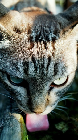 Tricky Cat frighteningの素材