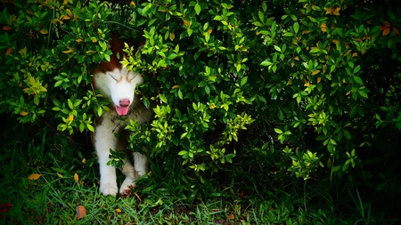Siberian Husky hide in The Tree
