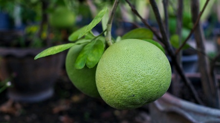Pomelo like a Giant Orangeの素材
