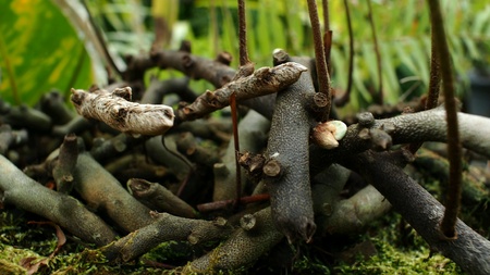 Root of The Jungleの素材