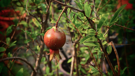 Pomegranate Fruitの写真素材