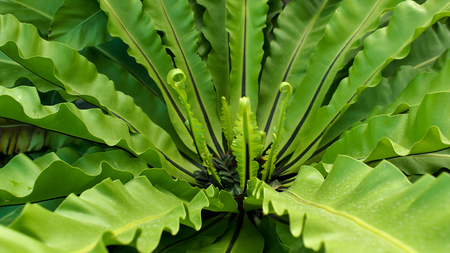 Aspleniaceae Fern in The Gardenの写真素材