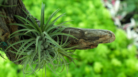 Bromeliad Hanging on The Root Woodの写真素材