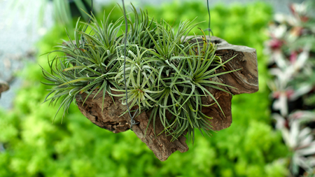 Bromeliad Hanging on The Root Woodの写真素材