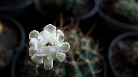 White Cactus flower  in a Potの写真素材