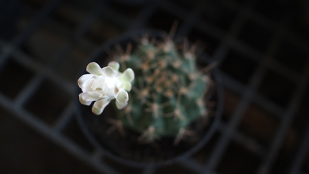 Cactus in a Potの写真素材
