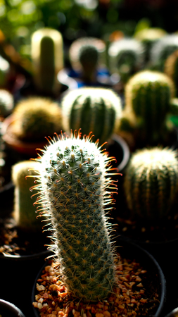 Cactus in a Potの写真素材