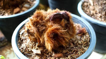 Fern Herb in Flowerpotの写真素材