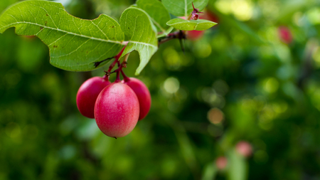 Red Christs Thorn Fruitの写真素材