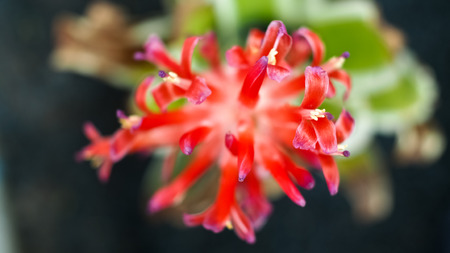 Red Bromeliad flowerの写真素材