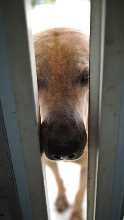 Brown Dog wanted to coming in The House