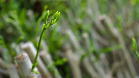 Cha Plant Beginingの写真素材